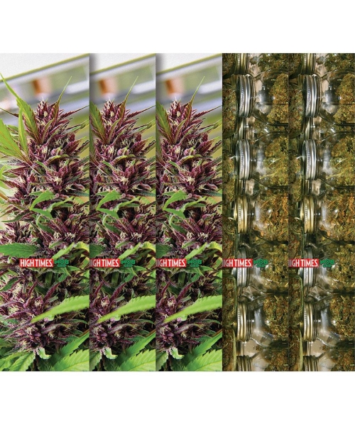HIGH TIMES HARVEST   9 X 33 PACK 5